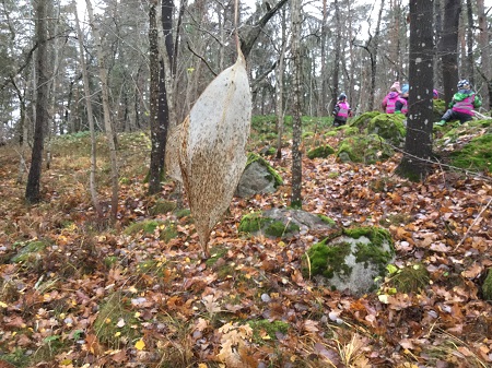 bild p skog